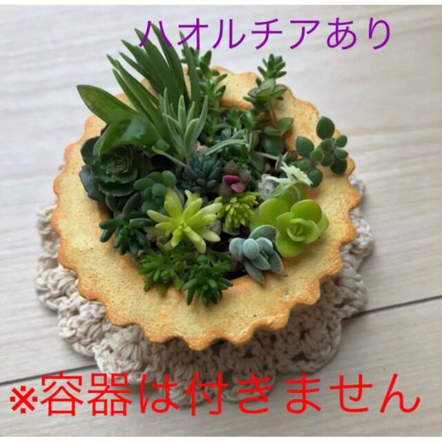 無農薬　多肉植物　ちまちま寄せ植え 　セダム　ハオルチア　15種類以上　グリーン ハンドメイドのフラワー/ガーデン(その他)の商品写真