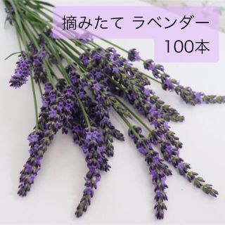 ラベンダー 摘みたて 生花 100本(その他)