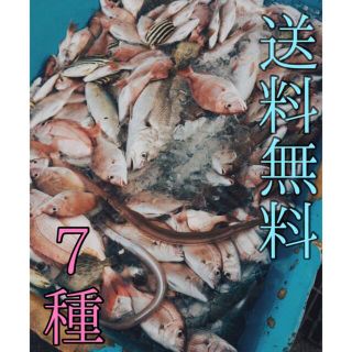 お得な干物セット　7種(魚介)