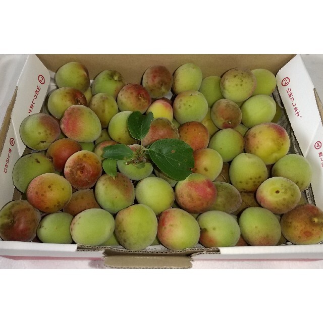 高知産南高梅1.2kg 【大きさM級】 無農薬・有機肥料のみで栽培 梅 1.2kg 無農薬