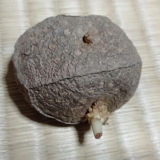 エアーポテト(宇宙芋)の種(その他)