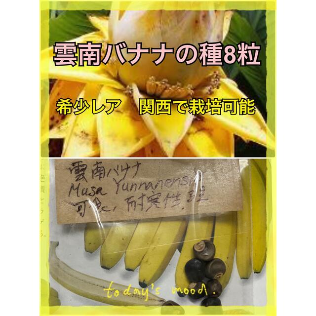 雲南バナナの種8粒希少レアもの耐寒性あり匿名発送 食品/飲料/酒の食品(野菜)の商品写真