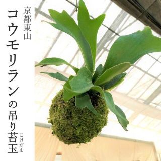 『コウモリランの吊り苔玉』ビカクシダ★アルキコルネ★苔玉★インテリア★観葉植物(その他)