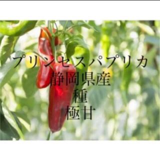 プリンセスパプリカ　種　極甘　静岡県産(野菜)