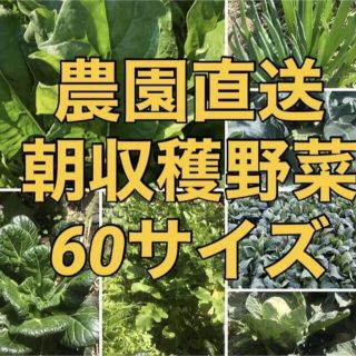 福岡県産★栽培期間中農薬不使用または減農薬　野菜詰合せ　60サイズ(野菜)