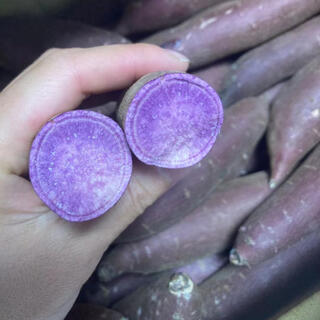 超人気　茨城県産　紫芋　ふくむらさきいも　約1.5kg   (野菜)