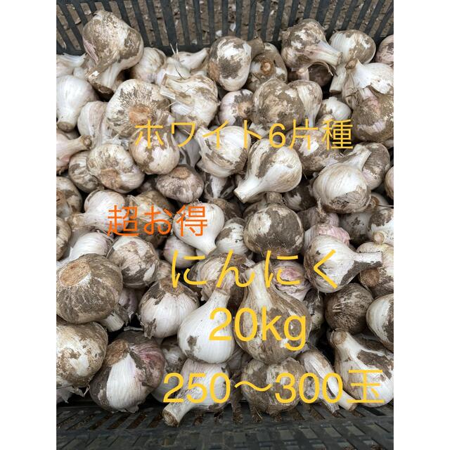 千葉県産 にんにく ホワイト6片種 土付き 20kg 【SALE/37%OFF】 食品