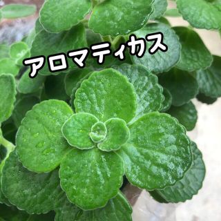 アロマティカス🌱カット苗✂️G対策に💪(その他)