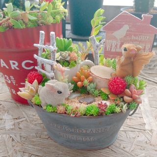 ちゃいくろ様  専用 多肉植物  寄せ植え(その他)