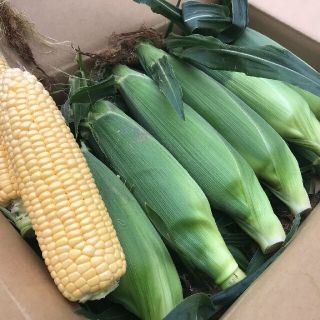 朝採りとうもろこし🌽(野菜)