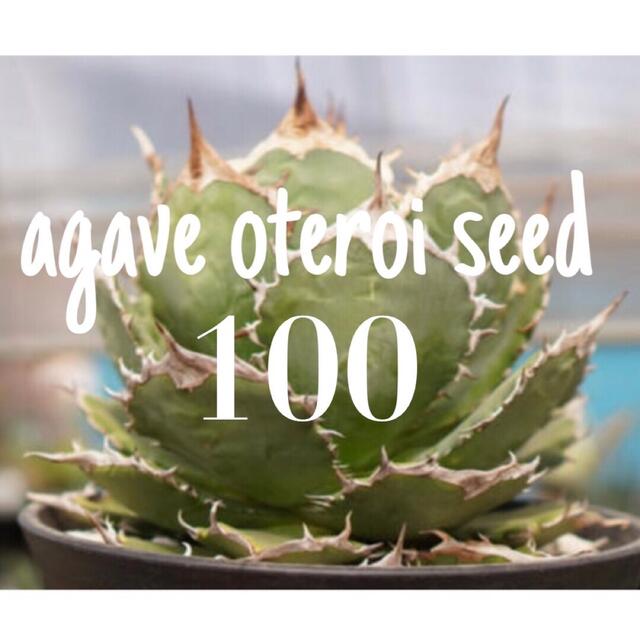 東京オリンピック fmiqloさん専用 agave oteroi アガベ オテロイ 200粒