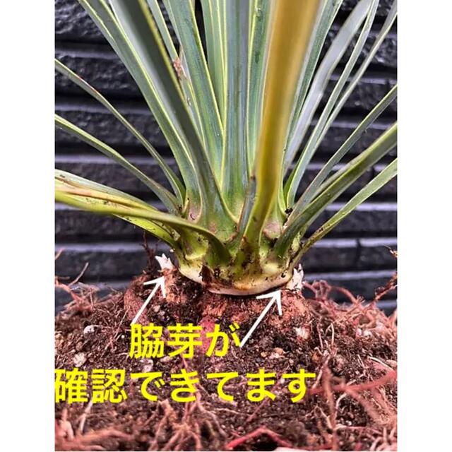 ⚠️希少な多頭⚠️Yucca rostrata❗️早い者勝ち✳️ 育つと③ヘッド