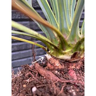 ⚠️希少な多頭⚠️Yucca rostrata❗️早い者勝ち✳️ 育つと③ヘッド