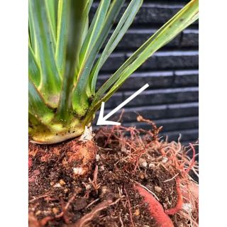 ⚠️希少な多頭⚠️Yucca rostrata❗️早い者勝ち✳️ 育つと③ヘッド