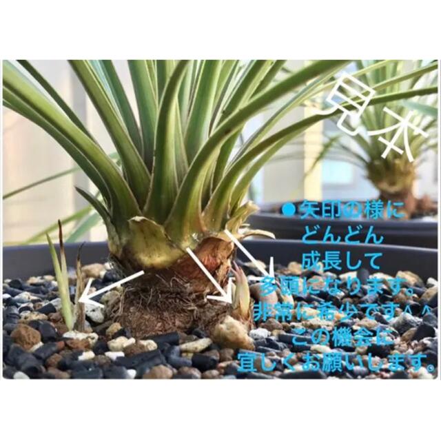 超お得な②株SET❗️どちらも子株②つ❗️ユッカ ロストラータ 超お得な②株SET❗️どちらも子株②つ❗️ユッカ ロストラータ