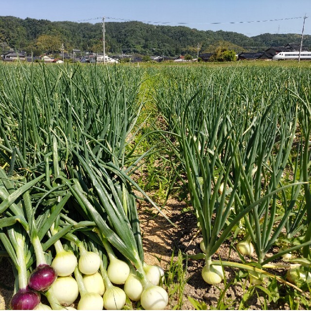 新玉ねぎ❤️大玉10キロ 食品/飲料/酒の食品(野菜)の商品写真