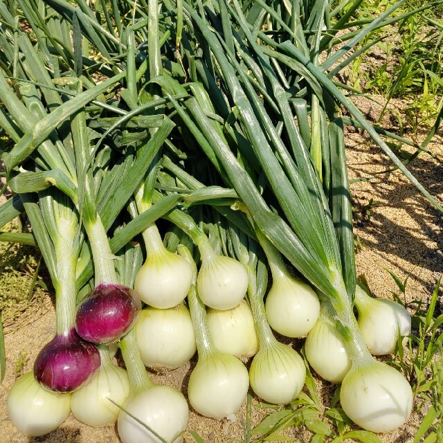 新玉ねぎ❤️10キロ 食品/飲料/酒の食品(野菜)の商品写真