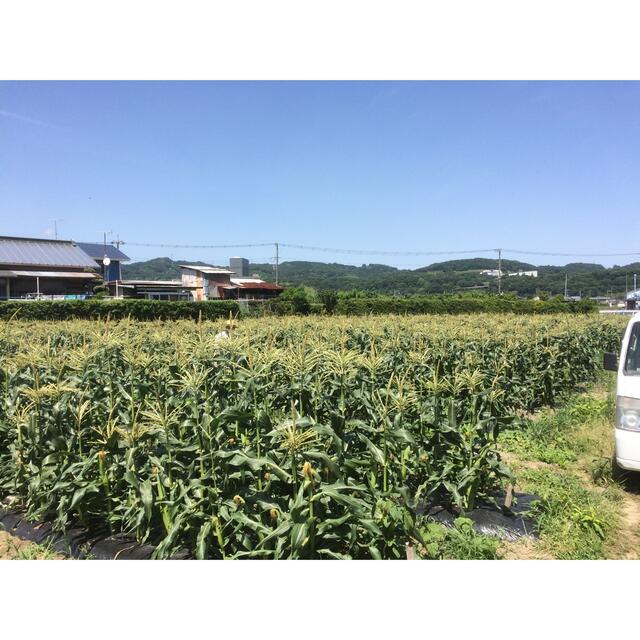  くるみパン様専用　6/末　収穫発送　野菜セット 食品/飲料/酒の食品(野菜)の商品写真