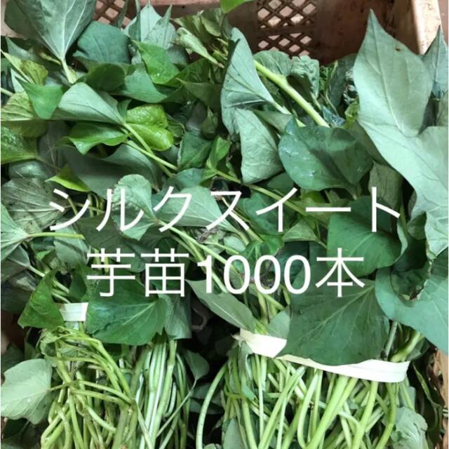 シルクスイート芋苗1000本-
