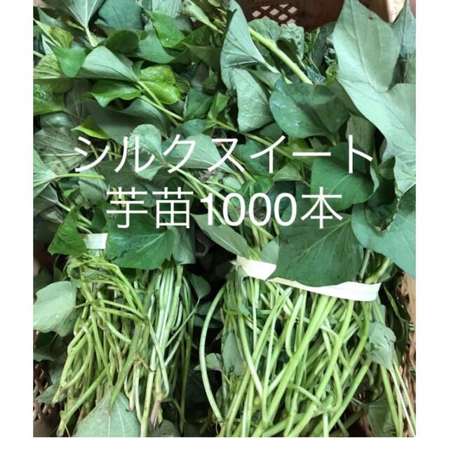 シルクスイート芋苗1000本食品