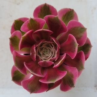 多肉植物 アエオニウム Blushing Beauty(錦)ピンクウィッチ の