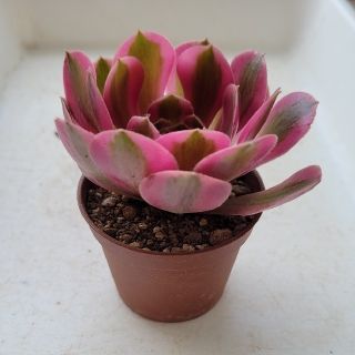 ☆多肉植物 アエオニウム Blushing Beauty(錦)ピンクウィッチ☆の