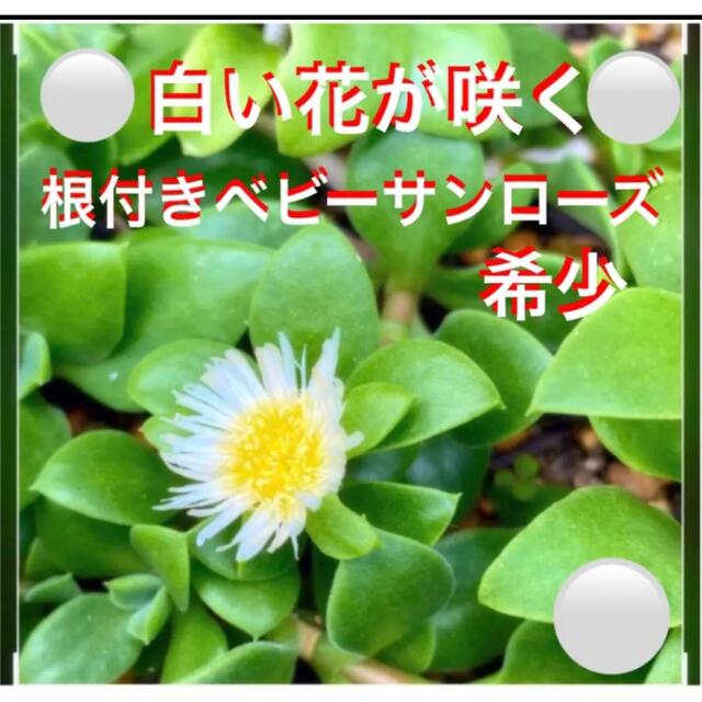 ❹根付き☆白い花が咲く☆ベビーサンローズ☆⛳️初心者向き☆ ハンドメイドのフラワー/ガーデン(プランター)の商品写真