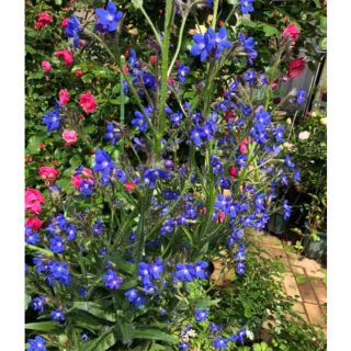 素敵な青花 宿根草種(その他)