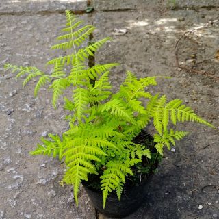 シダ植物　イヌワラビ　抜き苗(その他)