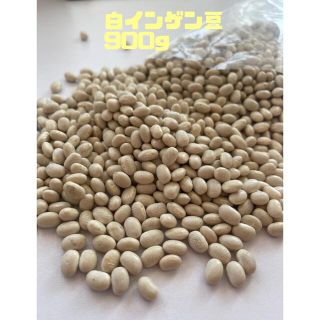 白インゲン豆900g(米/穀物)