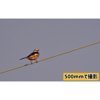 Kelda 500mm&650-1300mm望遠レンズセットの通販 by 八朔|ラクマ