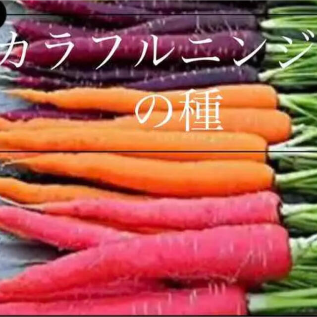 オレンジ 黄色 紫 3色MIXニンジンの種野菜種 30個 食品/飲料/酒の食品(野菜)の商品写真