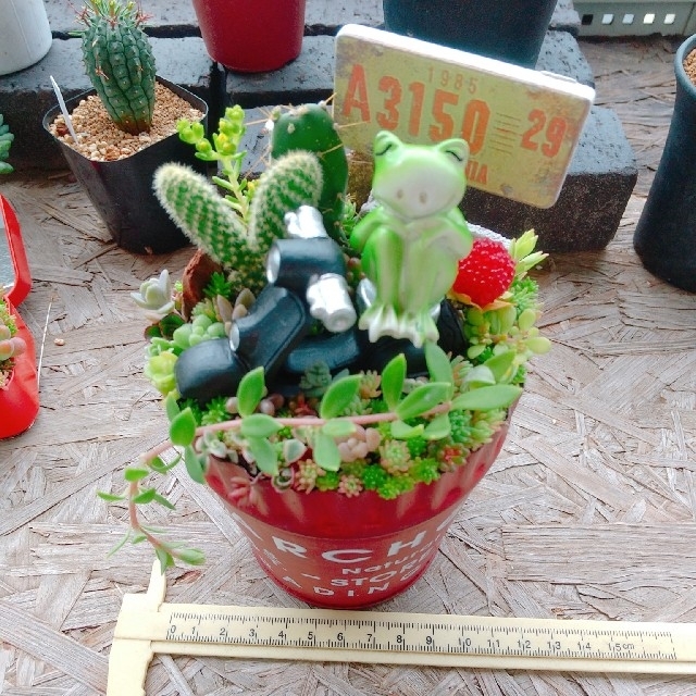 多肉植物  寄せ植え  即購入OK！ ハンドメイドのフラワー/ガーデン(その他)の商品写真