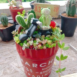 多肉植物  寄せ植え  即購入OK！(その他)