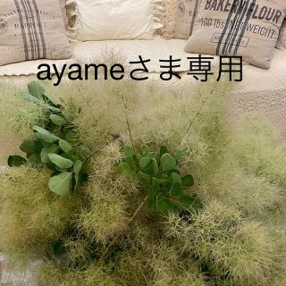 ♪ayameさま 専用♪ スモークツリー  グリーンボール 30cm(ドライフラワー)