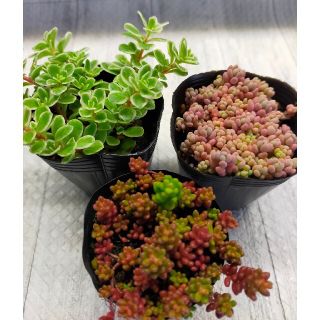 多肉植物　多肉　パープルヘイズ　コーラルカーペット　　覆輪丸葉万年草(その他)