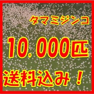 タマミジンコ3g+α10,000匹「めだか金魚熱帯魚の生き餌に！」送料無料(ペットフード)