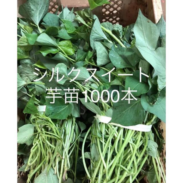 シルクスイート芋苗1000本