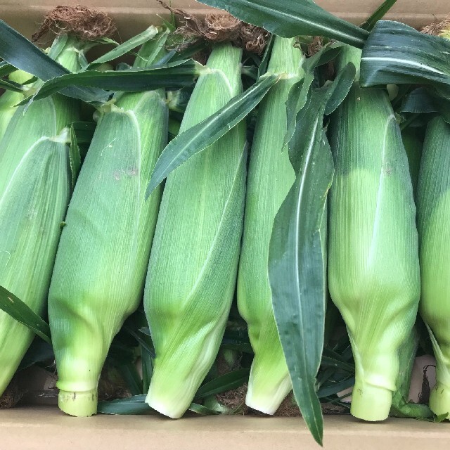 とうもろこし🌽 食品/飲料/酒の食品(野菜)の商品写真