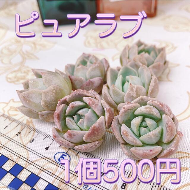 多肉植物　ピュアラブ　１苗 ハンドメイドのフラワー/ガーデン(その他)の商品写真