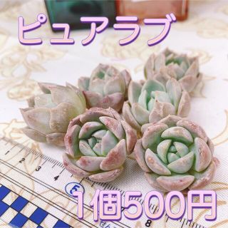 多肉植物　ピュアラブ　１苗(その他)