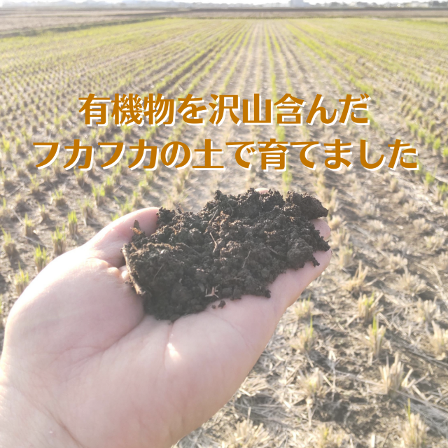 【お買い得！】令和４年産　玉ねぎ＆じゃがいものセット品　ともに３キロづつ 食品/飲料/酒の食品(野菜)の商品写真