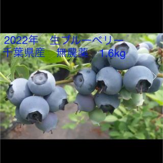 2022年　生ブルーベリー　千葉県産　無農薬　1.6kg (フルーツ)