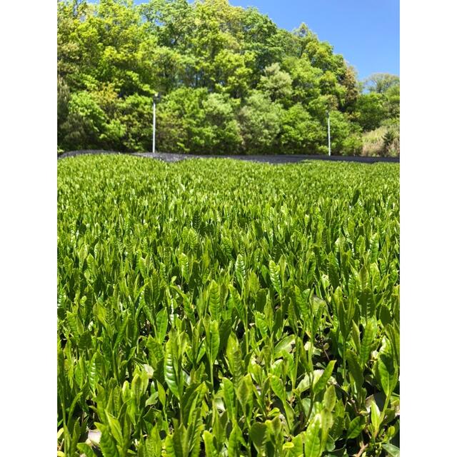 奈良県産 大和茶 玄米茶 100g 2本　緑茶　茶葉　中尾農園 食品/飲料/酒の飲料(茶)の商品写真