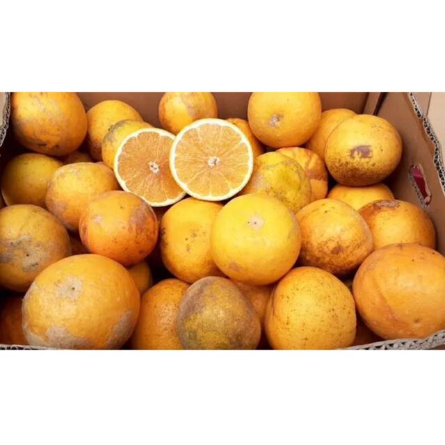 愛媛県産　低農薬　宇和ゴールド　河内晩柑　柑橘　10kg 食品/飲料/酒の食品(フルーツ)の商品写真