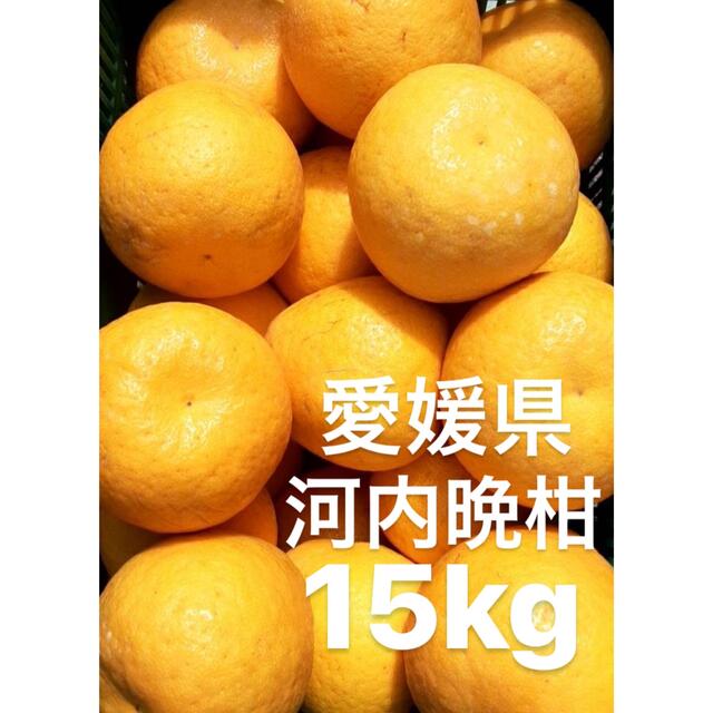 愛媛県産　河内晩柑　宇和ゴールド　柑橘　15kg