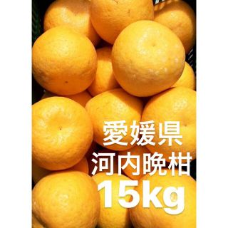 愛媛県産　河内晩柑　宇和ゴールド　柑橘　15kg(フルーツ)