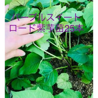 パープル紫芋苗25本(野菜)