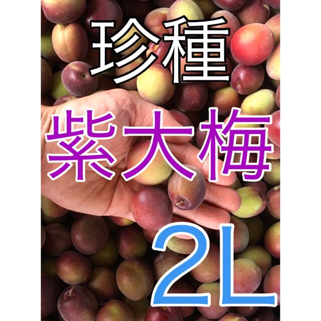 r0802【珍種】キルトパッチの紫大梅 1kg 2Lサイズ　南高梅系青梅 食品/飲料/酒の食品(フルーツ)の商品写真