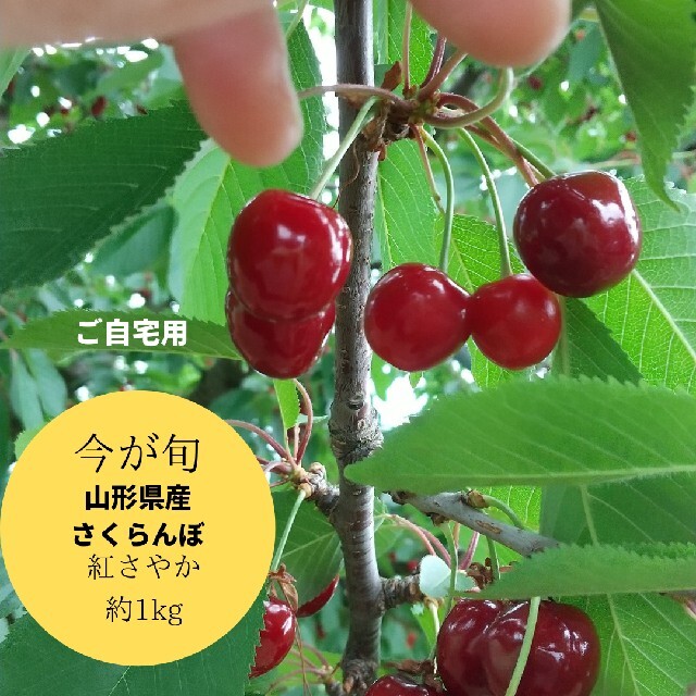 訳あり 山形県産さくらんぼ(紅さやか)約1kg 食品/飲料/酒の食品(フルーツ)の商品写真